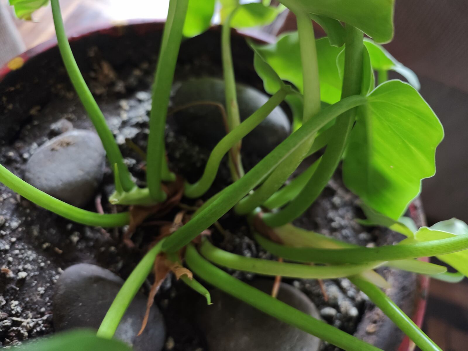 XIAOMI | Así toma las fotos el XIaomi 14 Ultra. (Foto: MAG - Rommel Yupanqui)