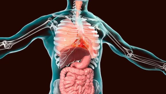 Los órganos ocupan un lugar establecido dentro del cuerpo.