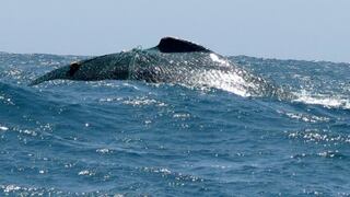 Piura: biólogos siguen en busca de ballena atrapada en red de pesca