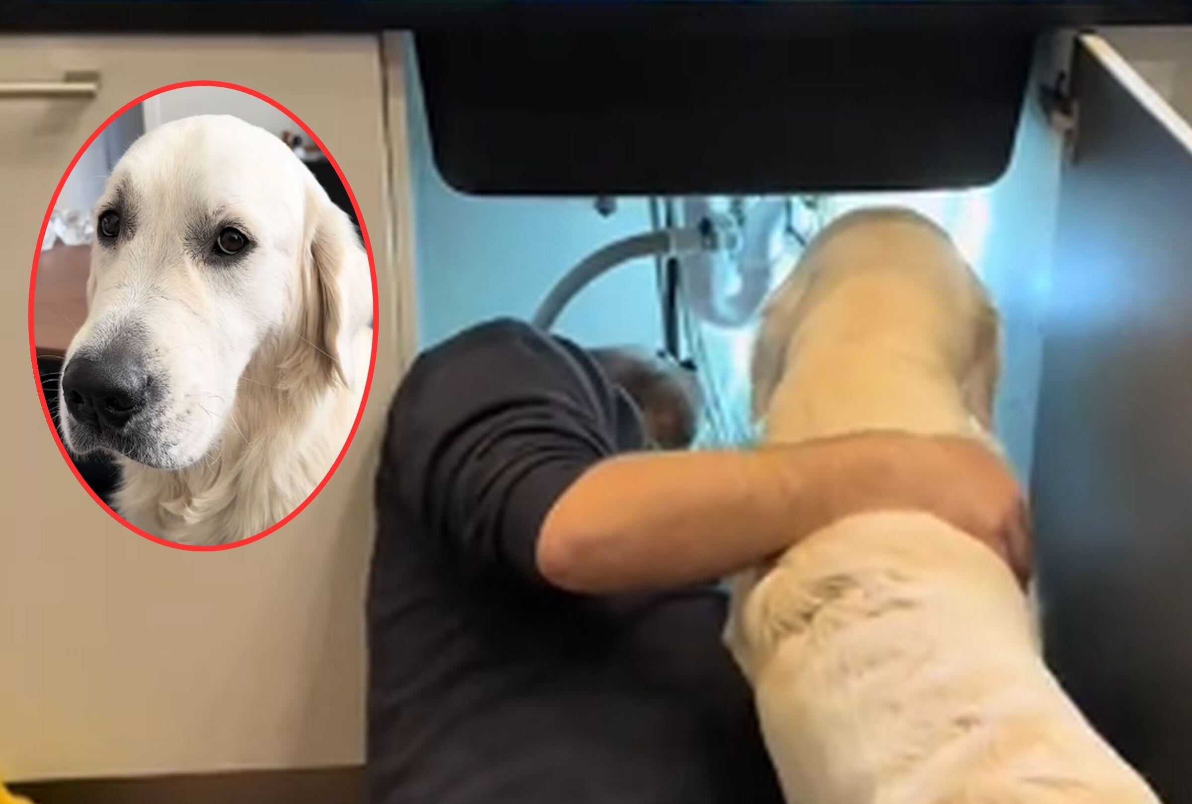 Albert es un perro que tuvo una peculiar reacción al ver que un fontanero llegó a su casa para hacer “instalaciones importantes”. (Foto: @hubertthegoldenretriever / TikTok)