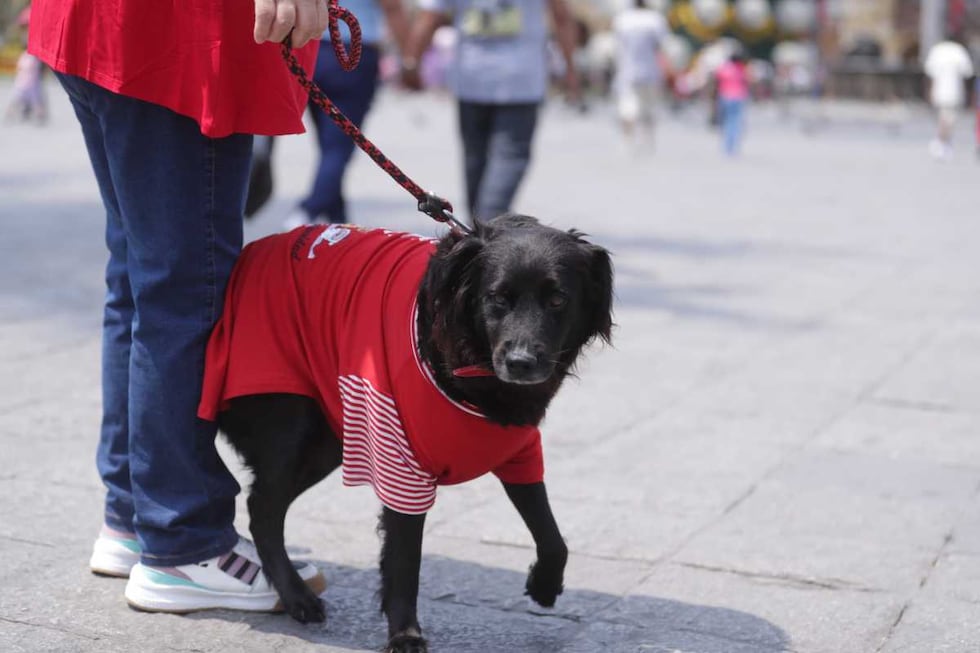 También las mascotas disfrutaron del pase por fiestas. Fotos: Alessandro Currarino / @photo.gec