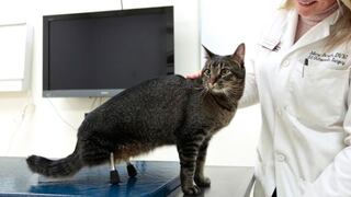 Gato vuelve a caminar gracias a prótesis de titanio [VIDEO]