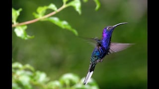 Más del 6 % de aves de Colombia está en peligro de extinción