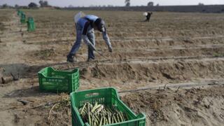 AGAP: Propuestas del congreso sobre ley agraria hacen inviable cualquier negocio del sector