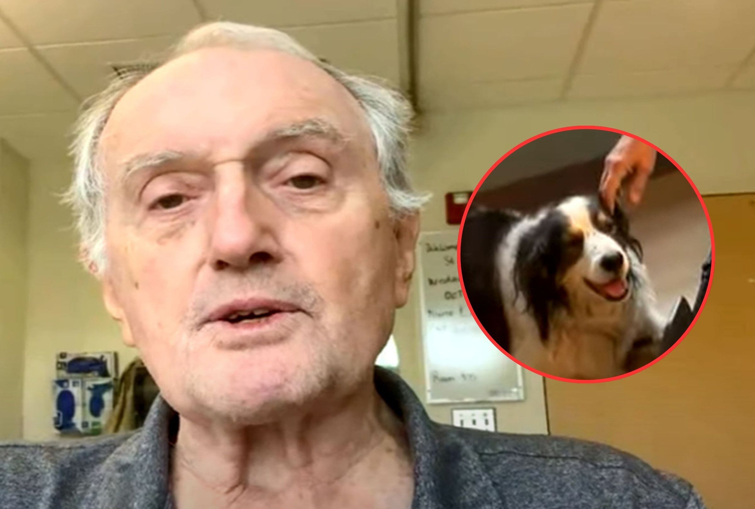 Esta imagen muestra a la perrita que pidió ayuda para salvar a su dueño que se fracturó la cadera durante un paseo. (Foto: Inside Edition / YouTube)