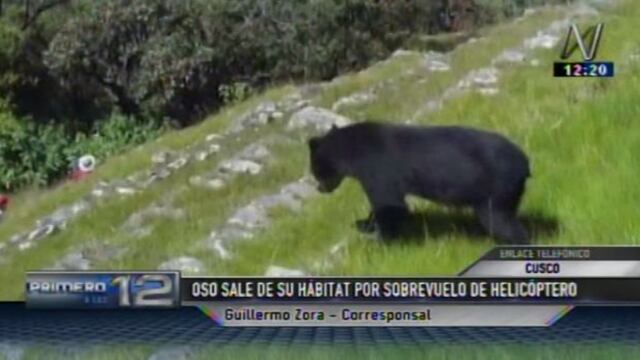 Vuelo de helicóptero perturbó a un oso en Machu Picchu [VIDEO]