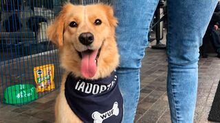 Club WUF: la plataforma para ayudar perros de albergues que trae grandes beneficios