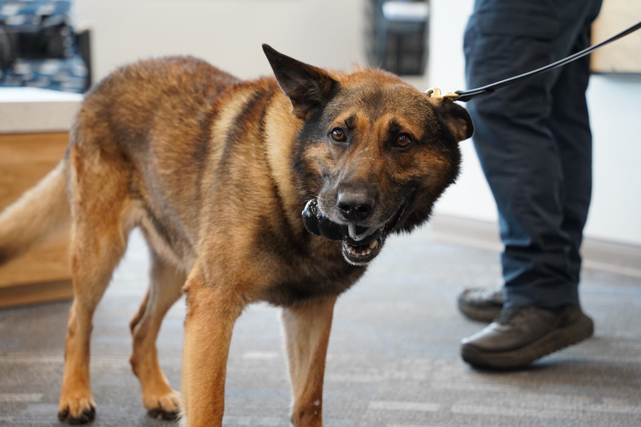 Durante tres años, Axle participó de más de 300 intervenciones de narcóticos con su guía. (Foto: Facebook/Leigh Walther Photography).