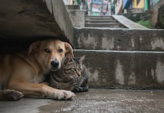 WUF: El abandono y el maltrato animal en el Perú: una realidad que sigue creciendo