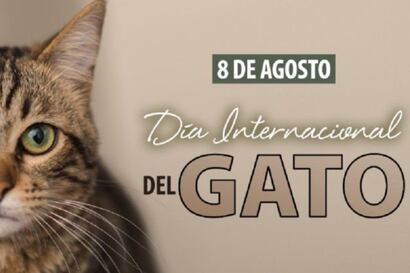 Por esta curiosa razón, el Día del Gato se celebra hasta tres veces al año y no solo el 8 de agosto