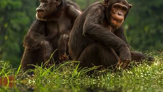 ¿Qué acciones realizan los chimpancés cuando aprenden el uso de herramientas?