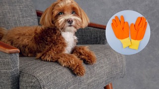 Cómo limpiar los pelos de tus mascotas de los muebles con guantes de goma