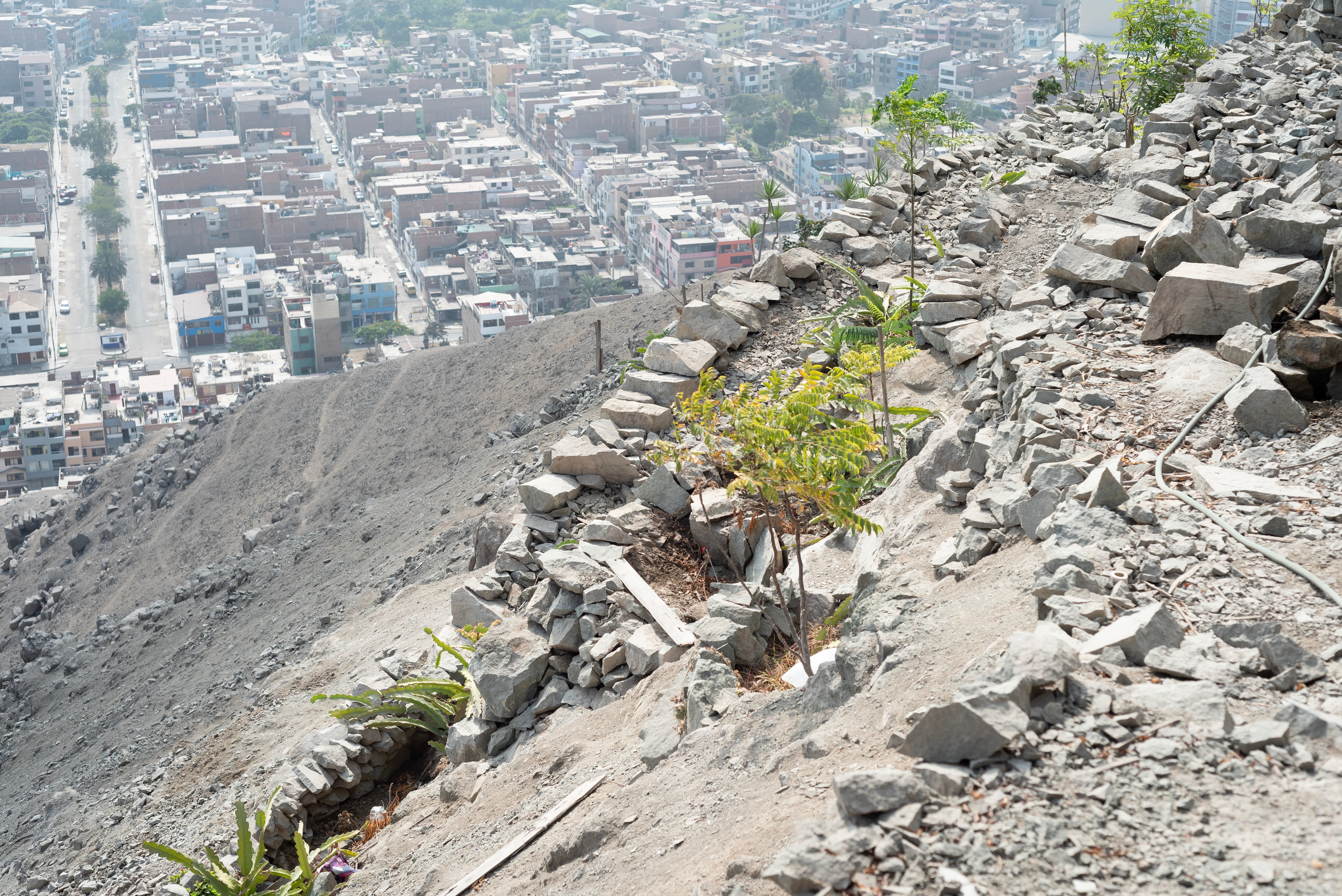 Parte de los árboles sembrados en el Cerro La Milla, en San Martín de Porres.