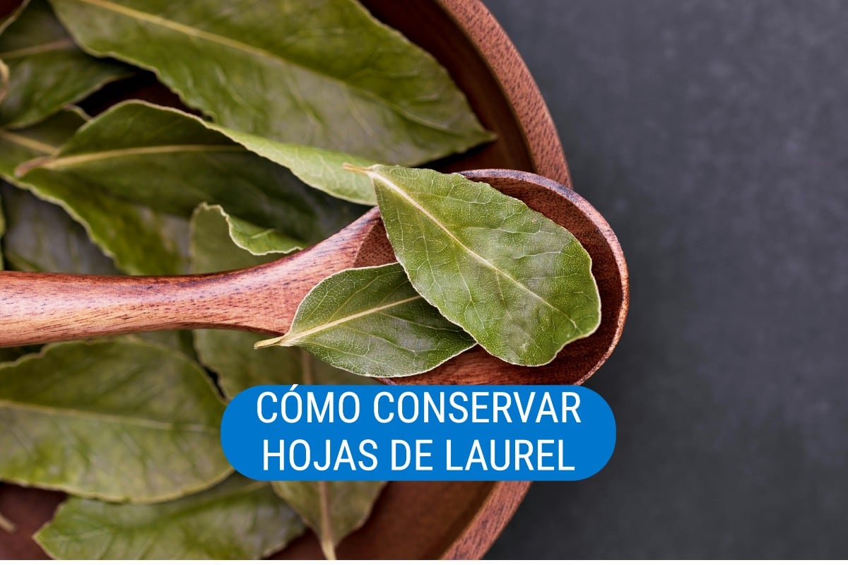 El laurel es un condimento muy apreciado en la gastronomía y en esta nota conocerás de qué manera conservarla. (Foto: Pexels/Victoria Bowers).