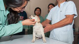 Posta veterinaria busca mejorar y ampliar sus servicios en centro poblado