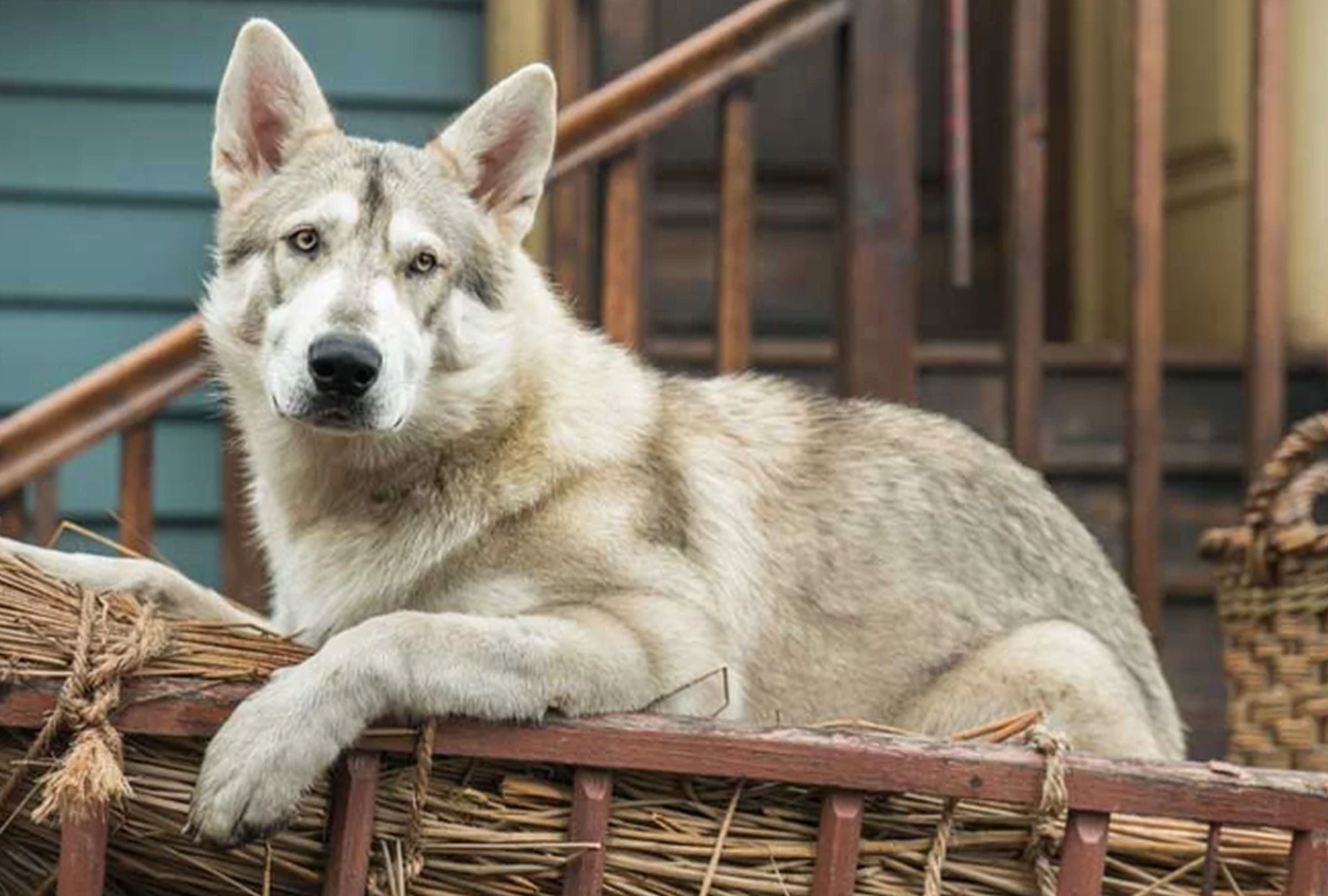Rollo tenía alrededor de 12 años en la trama (Foto: Outlander / Starz)
