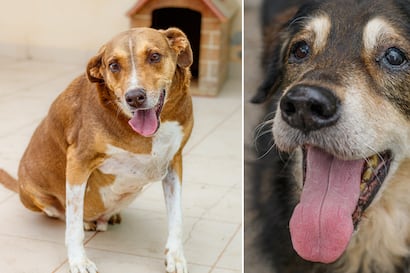 Día Mundial del Perro sin Raza: una fecha para recordar que todos merecen un hogar
