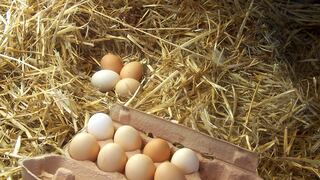 Lo que no sabías de los huevos de gallina