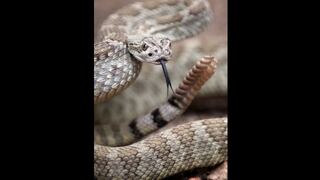 ¿Por qué las serpientes sacan la lengua?