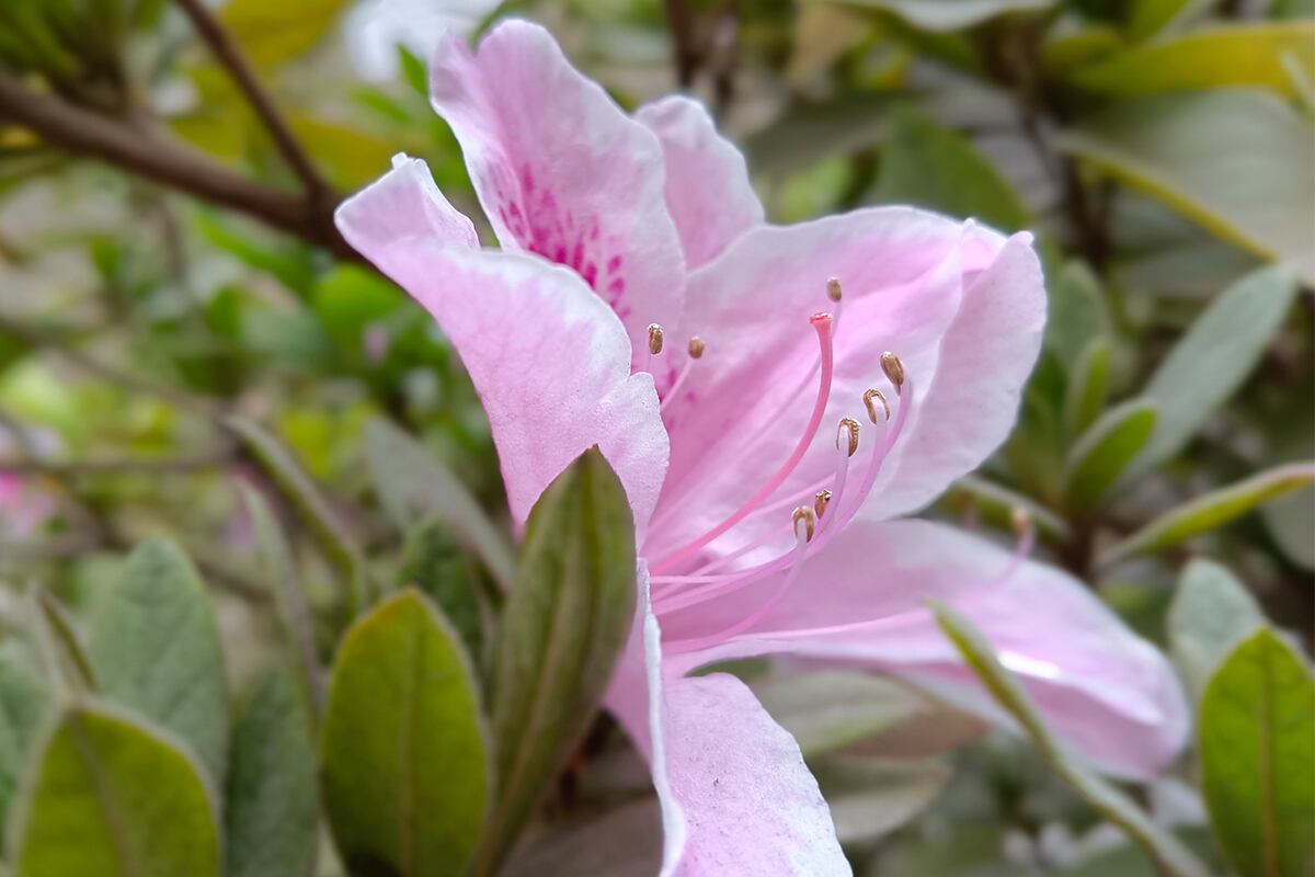 Así toma las fotos el Vivo Y55 5G. (Foto: MAG - Rommel Yupanqui)
