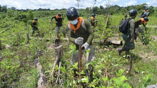 Los cultivos de hoja coca en el Perú se incrementaron en 18% durante este último año: se pasó de 80 mil a 95 mil hectáreas  | INFORME