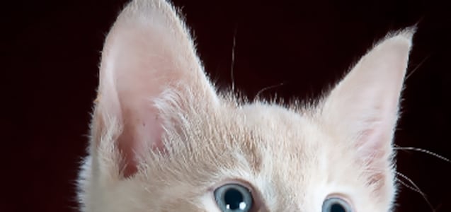 4 señales para saber si mi gato me quiere mucho