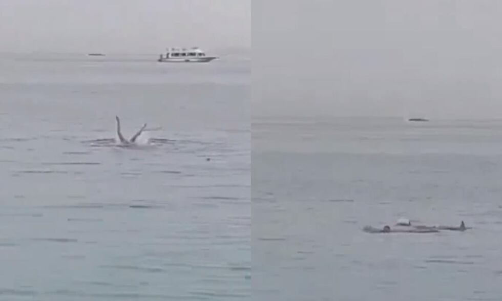 Un ruso de 23 años fue sorprendido por el tiburón mientras nadaba en uno de los centros turísticos del Mar Rojo de Egipto. (Redes sociales).