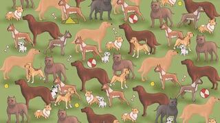 ACERTIJO VISUAL DE HOY: encuentra al gato oculto entre los perros