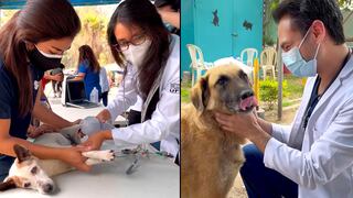 Cardiólogos veterinarios realizan visita navideña a un albergue afiliado a WUF