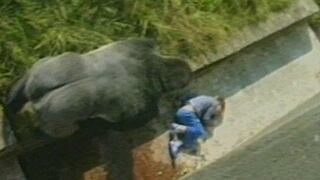 Jambo, el gorila que protegió a un niño de 5 años [VIDEO]