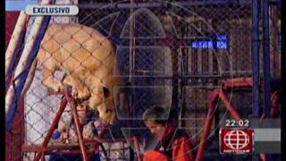 Cusco: grabaron terrible ataque de león a profesora en circo