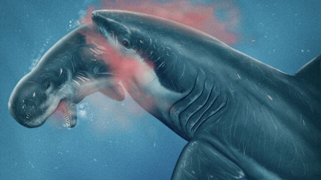 Los tiburones se comían las narices de los cachalotes en el Perú del Mioceno