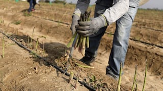 Crisis alimentaria: Perú disminuyó en más de 20 mil sus hectáreas sembradas | Informe