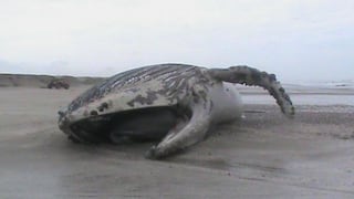 Falta de alimento causa varazón de ballenas y lobos marinos