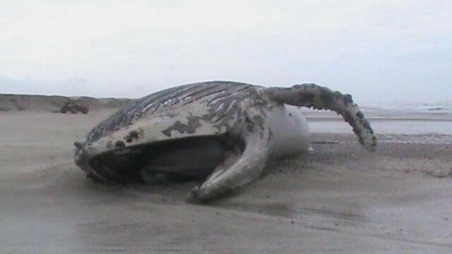 Falta de alimento causa varazón de ballenas y lobos marinos