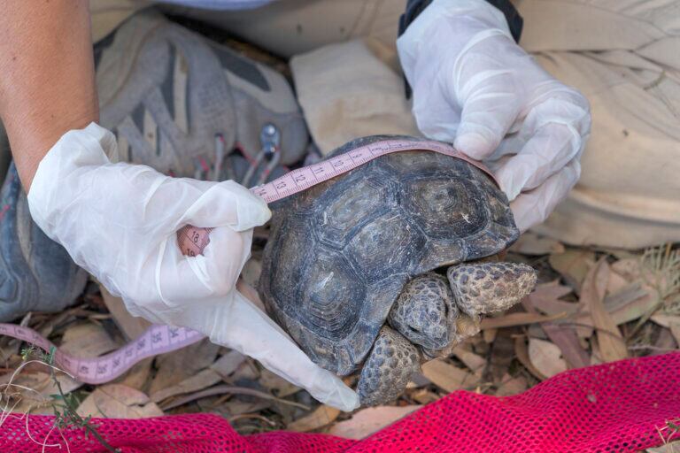 Las tortugas terrestres argentinas pueden llegar a pesar hasta tres kilos y medir cerca de 30 cm. Foto: cortesía Darío Podestá.