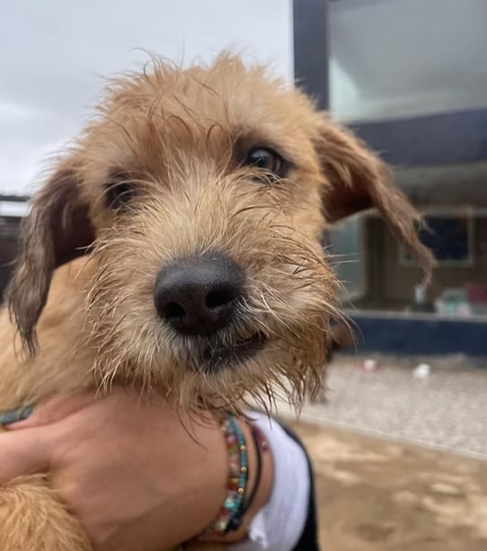 Con su carácter tranquilo y afectuoso, Canela espera encontrar la familia con la que pueda comenzar una nueva historia.