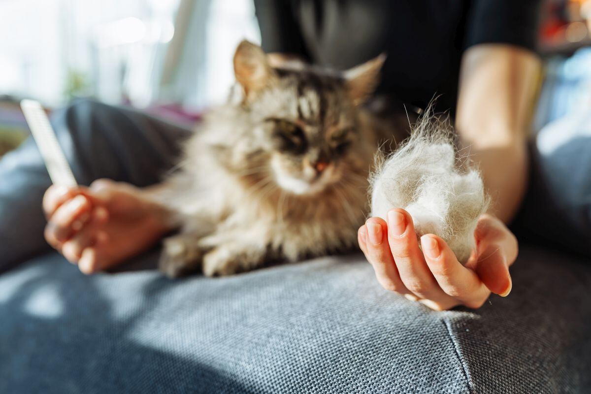 Tienes que usar un cepillo para gatos de cerdas suaves o un guante de cepillado, y empezar a pasárselo por la cabeza, avanzando suavemente hacia la cola. (Foto: Larisa Stefanuyk / iStock)