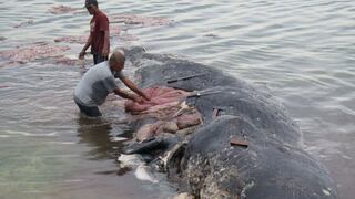 Indonesia: Hallan ballena muerta con más de 1.000 objetos de plástico en su estómago