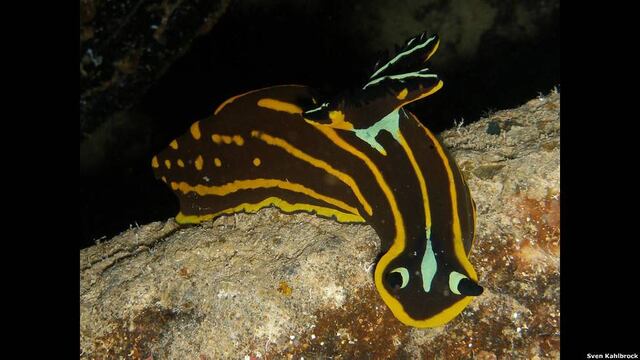 FOTOS: el brillante y colorido encanto de las babosas marinas