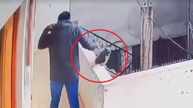 Maltrato animal en Juliaca: sujeto empuja a gato desde un quinto piso y le ocasiona la muerte | VIDEO 