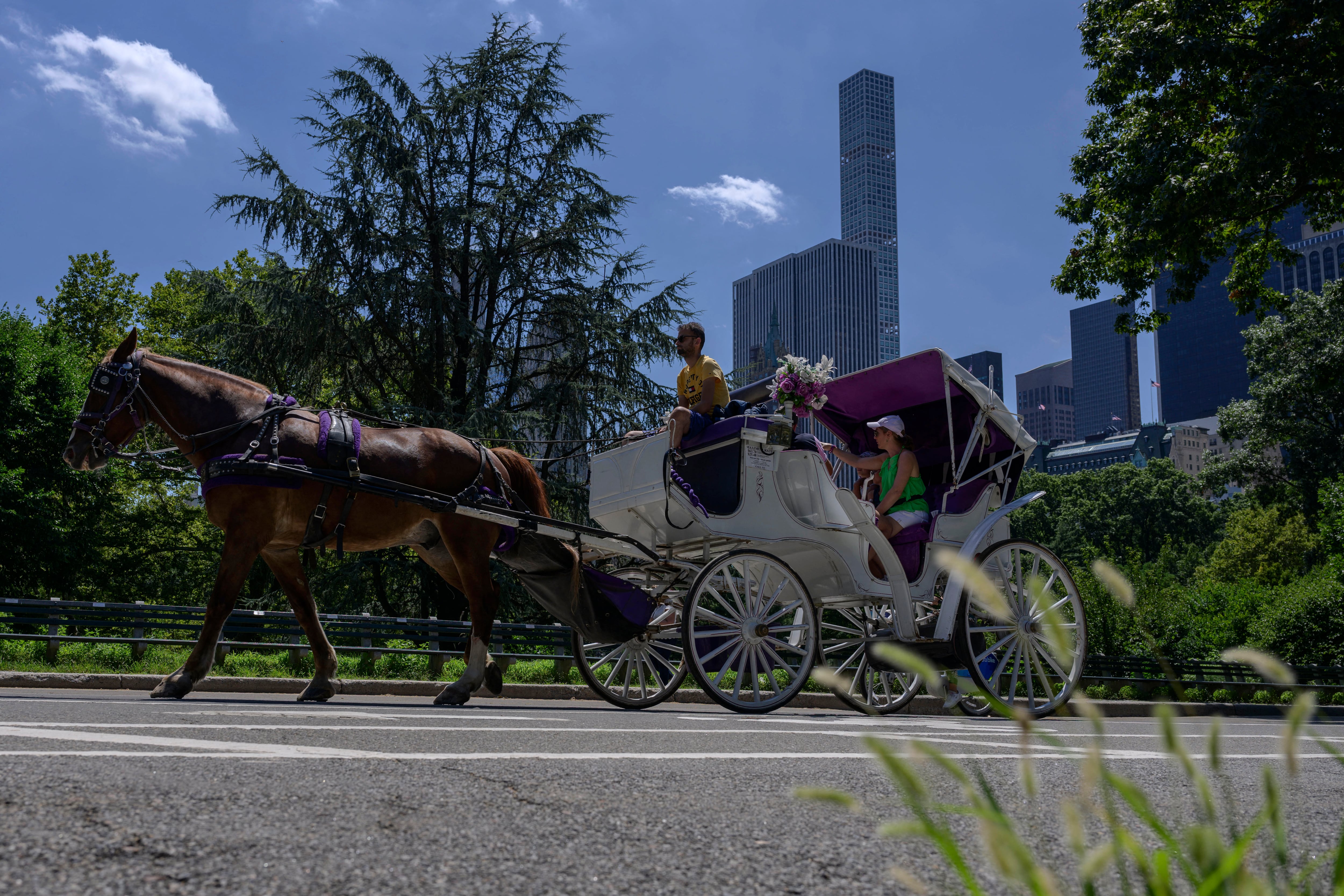 Un joven de 18 años muere tras un accidente en un carruaje de caballos en Nueva York