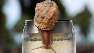 "George", el caracol hawaiano cuya muerte supone la primera especie extinta del 2019