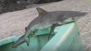 Tiburones en la costa peruana: ¿cómo llegaron y por qué no debemos asustarnos por su presencia?