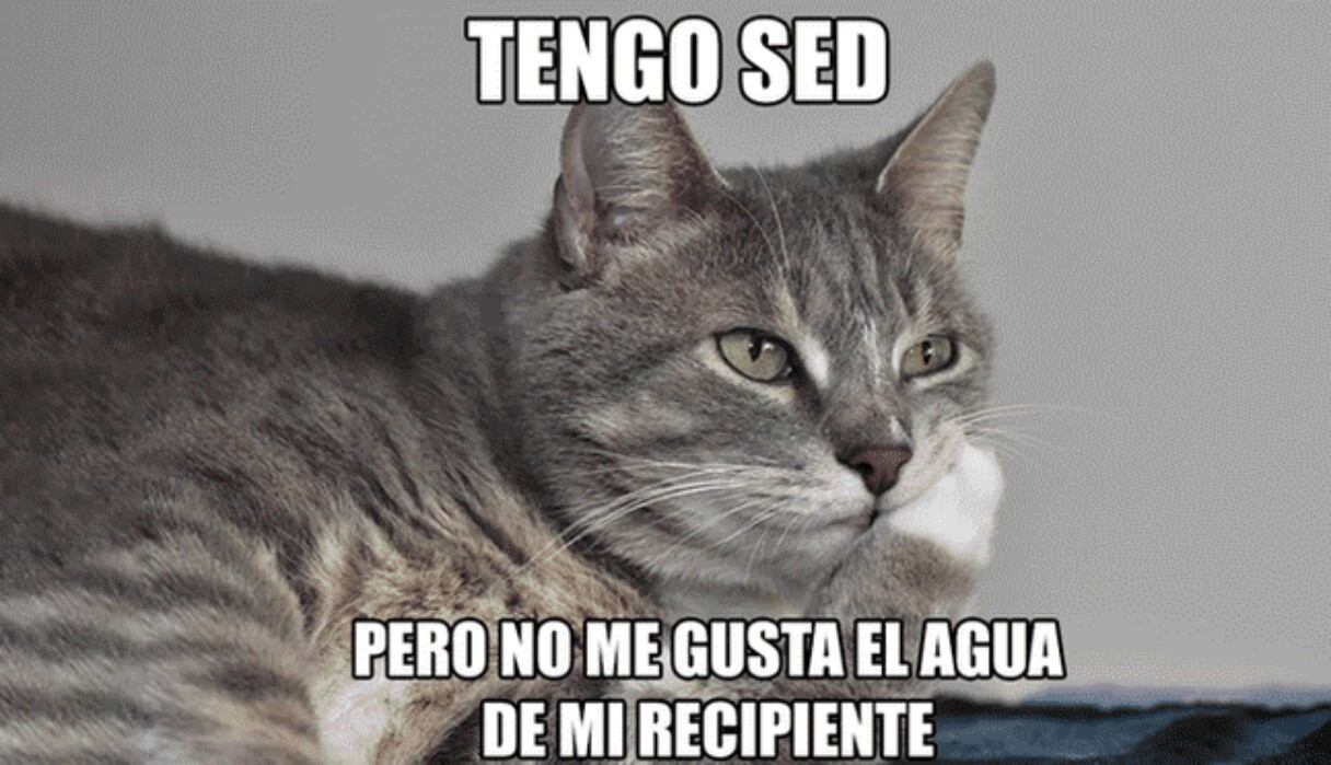 Estas son algunas imágenes por el Día Internacional del Gato. (Foto: Twitter)