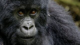 Google Photos soluciona “algoritmo racista” borrando gorilas