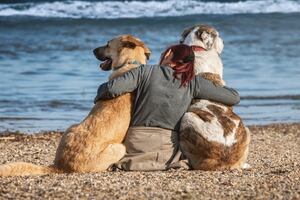 Mujer denuncia que el cuidador de perros que contrató entregó sus mascotas a otra persona