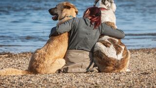 Mujer denuncia que el cuidador de perros que contrató entregó sus mascotas a otra persona