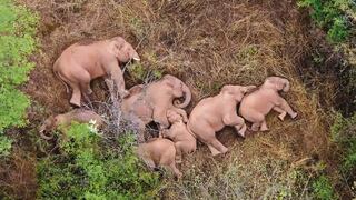 La odisea de los elefantes que puso de cabeza a China durante año y medio