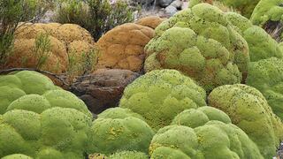 Azorella compacta: una planta que permite determinar la edad histórica de las erupciones volcánicas